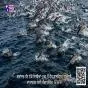 ਗਵਾਦਰ ਤੱਟ ਨੇੜੇ ਦਿਸੀਆਂ 500 ਤੋਂ ਵੱਧ ਡਾਲਫਿਨਾਂ, ਸਮੁੰਦਰੀ ਵਾਤਾਵਰਨ ਲਈ ਚੰਗਾ ਸੰਕੇਤ: WWF