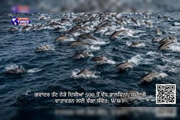 ਗਵਾਦਰ ਤੱਟ ਨੇੜੇ ਦਿਸੀਆਂ 500 ਤੋਂ ਵੱਧ ਡਾਲਫਿਨਾਂ, ਸਮੁੰਦਰੀ ਵਾਤਾਵਰਨ ਲਈ ਚੰਗਾ ਸੰਕੇਤ: WWF
