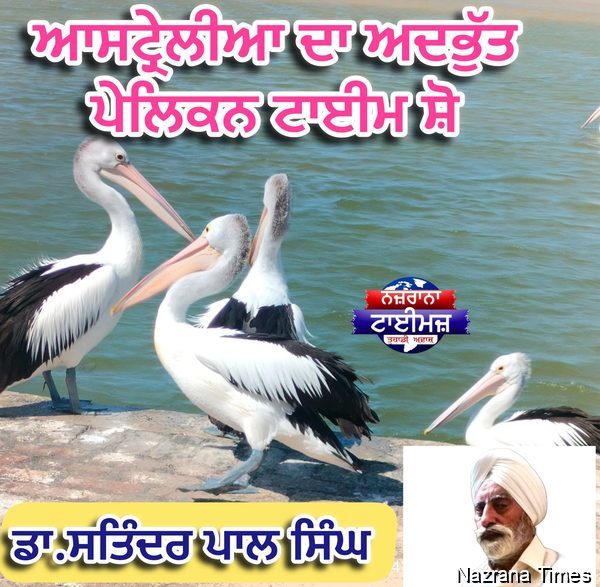 ਆਸਟ੍ਰੇਲੀਆ ਦਾ ਅਦਭੁੱਤ ਪੇਲਿਕਨ ਟਾਈਮ ਸ਼ੋ - ਡਾ.ਸਤਿੰਦਰ ਪਾਲ ਸਿੰਘ