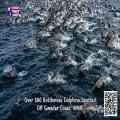 Over 500 Bottlenose Dolphins Spotted Off Gwadar Coast: WWF