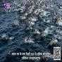 ग्वादर तट के पास दिखीं 500 से अधिक बॉटलनोज़ डॉल्फिन: डब्ल्यूडब्ल्यूएफ